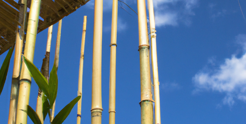 Oplev fordelene ved bambustøj: Komfort og økologisk bevidsthed i ét